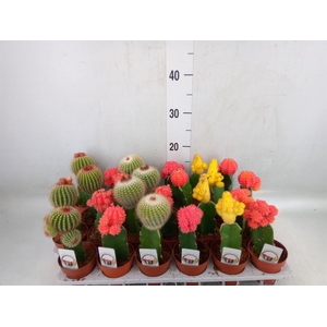 Gymnocalycium mihanov.   ...