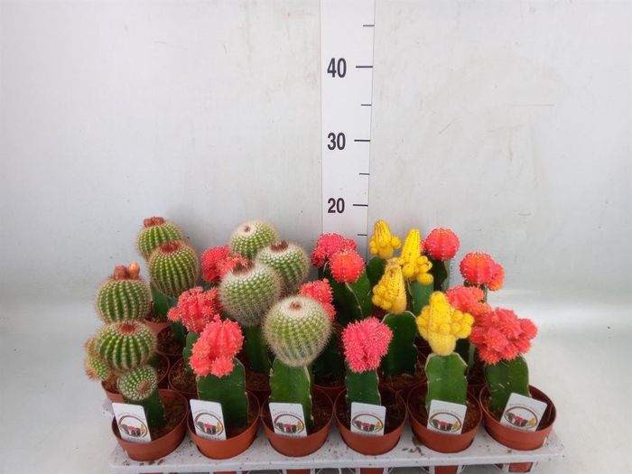 <h4>Gymnocalycium mihanov.   ...</h4>