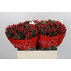 Hypericum True Romance