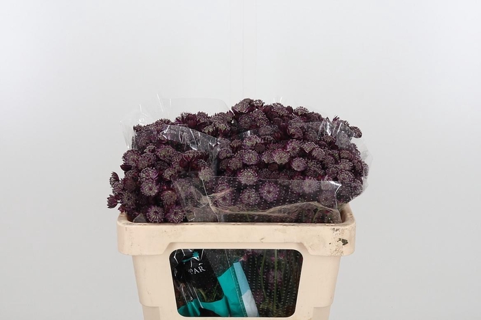 <h4>Astr Star Of Love</h4>