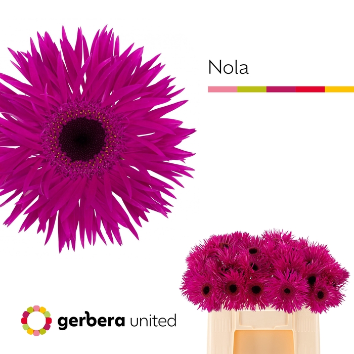 <h4>Gerbera Spider Nola Water</h4>