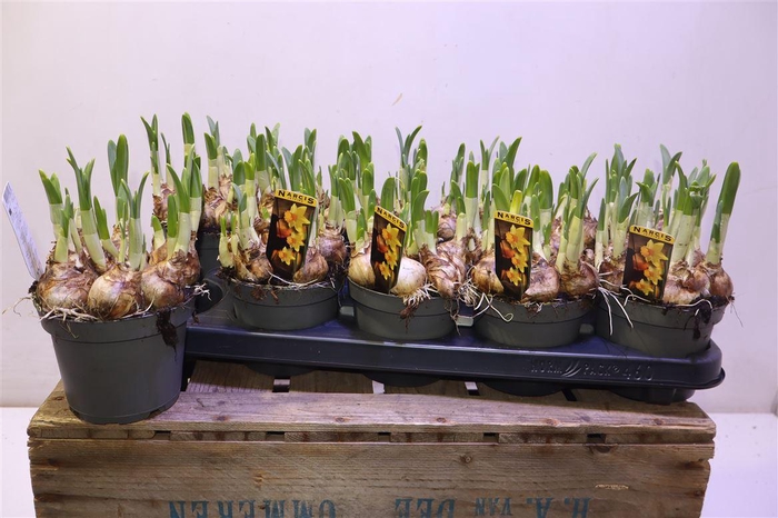 <h4>Narc C Jetfire</h4>