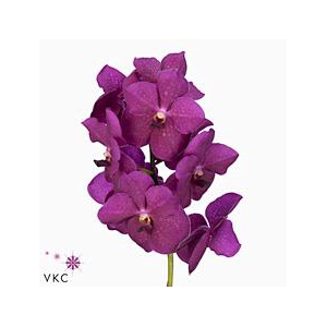 Vanda nitaya raspberry cerise