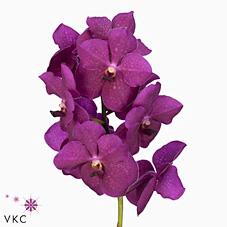 <h4>Vanda nitaya raspberry cerise</h4>