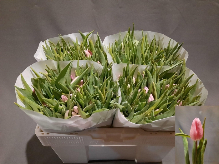 <h4>TU EN GABRIELLA</h4>