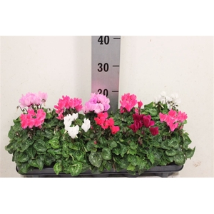 Cyclamen Gemengd