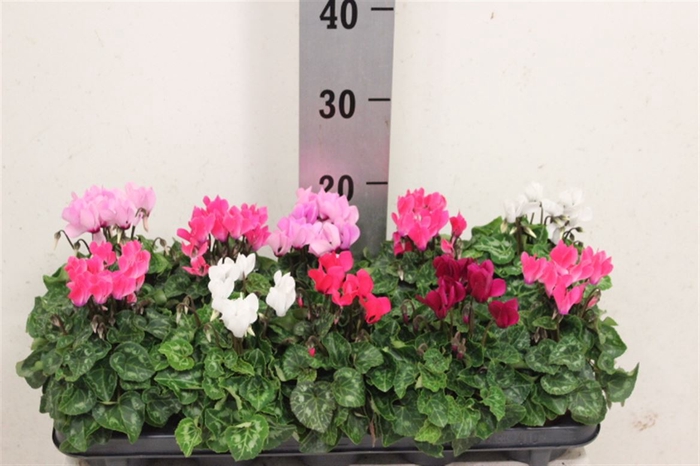 <h4>Cyclamen Gemengd</h4>