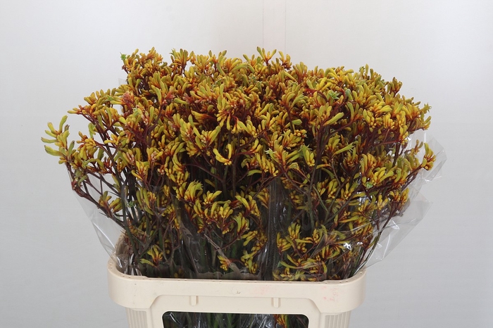 <h4>Kangaroo Paw Bush Pioneer</h4>