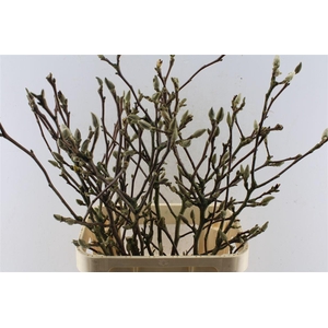 Magnolia Grandiflora Ex