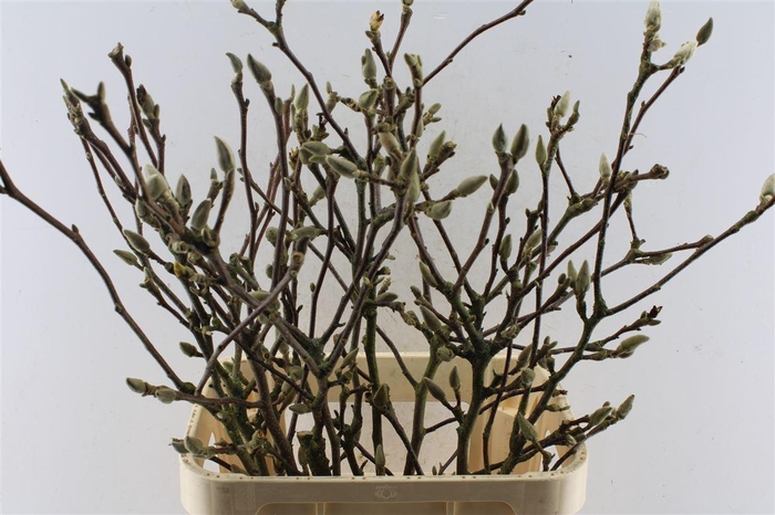 <h4>Magnolia Grandiflora Ex</h4>