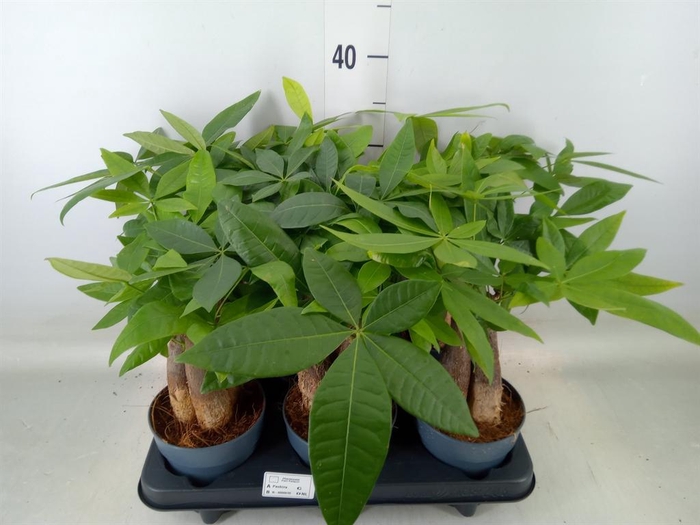 <h4>Pachira aquatica</h4>