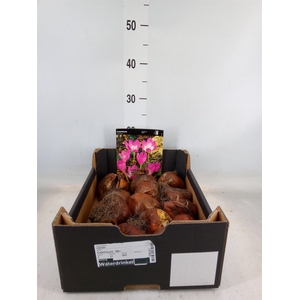 Flowerbulbs, corns or tubers   ...