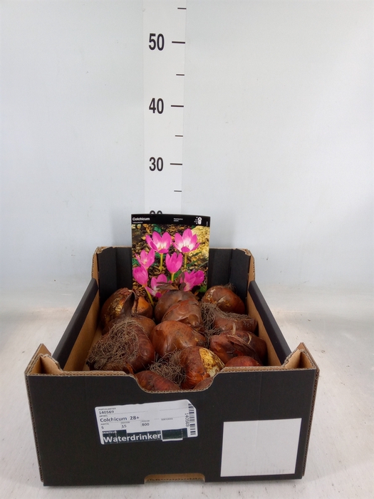 <h4>Flowerbulbs, corns or tubers   ...</h4>