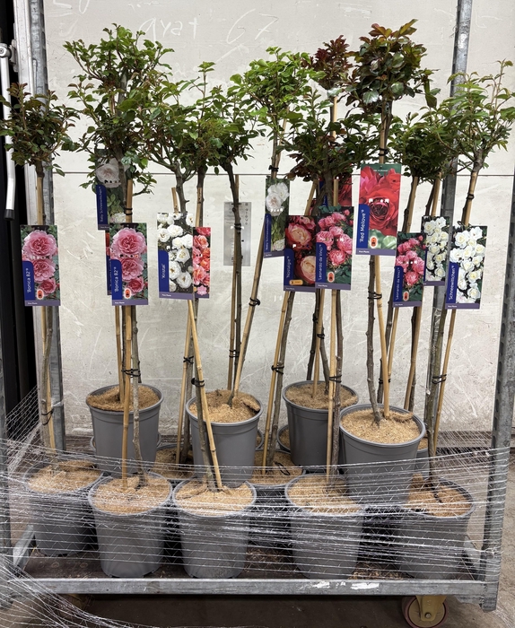 <h4>ROSA ST MIXKAR</h4>