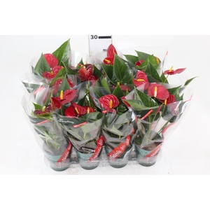 ANTHURIUM RED SUCCESS P09