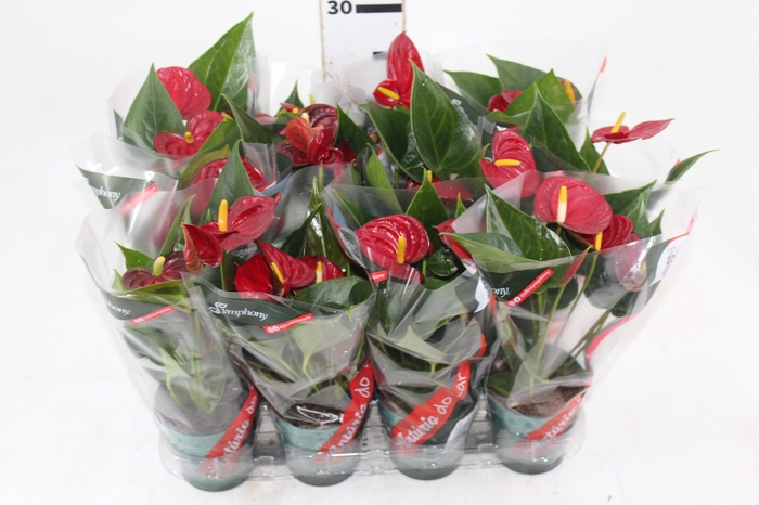 <h4>ANTHURIUM RED SUCCESS P09</h4>