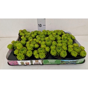 Sempervivum tectorum var. glaucum