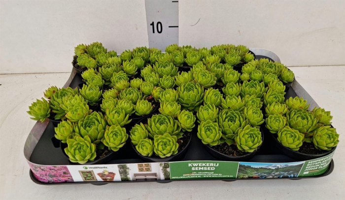 <h4>Sempervivum tectorum var. glaucum</h4>