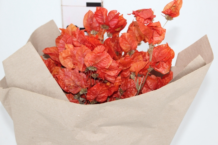<h4>PRIMAVERA DESIDRATADO LARANJA</h4>