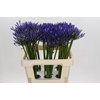 Agapanthus Uri