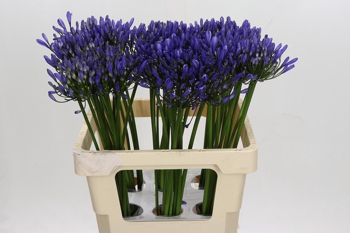 <h4>Agapanthus Uri</h4>