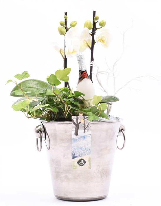 <h4>Champagnekoeler zilver 14 cm</h4>