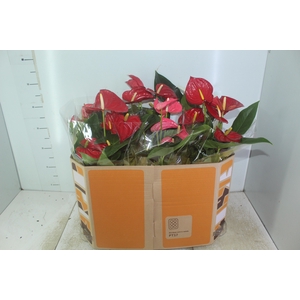 ANTHURIUM VARIADO P17