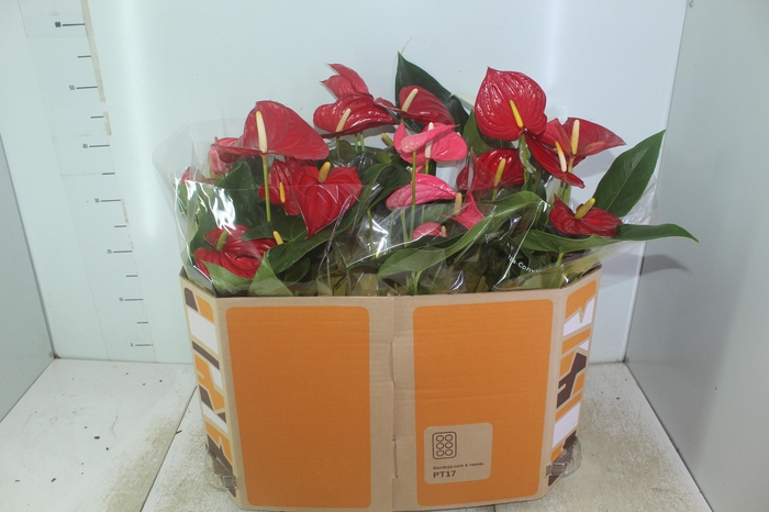 <h4>ANTHURIUM VARIADO P17</h4>