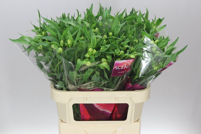 <h4>Alstro Virginia</h4>