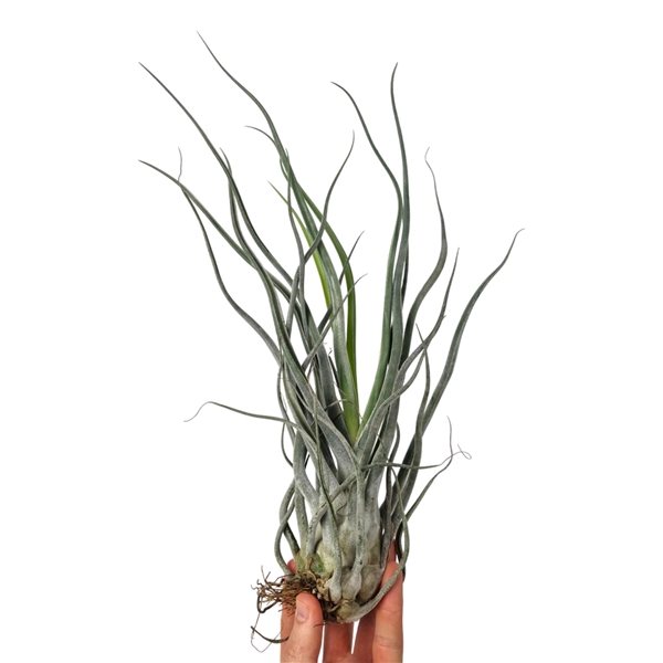 <h4>Tillandsia Ehlersiana XXXL</h4>