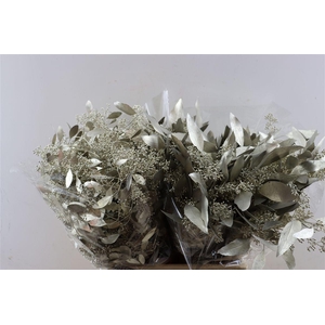 Euca Populus Berry Platina P Bunch