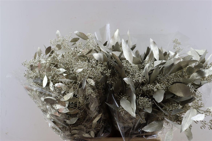 <h4>Euca Populus Berry Platina P Bunch</h4>