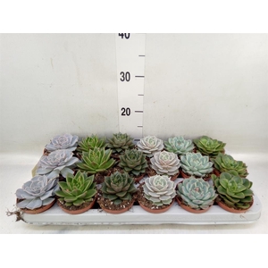 Echeveria   ...mix