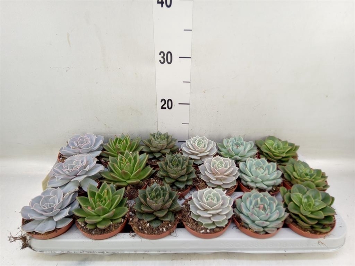 <h4>Echeveria   ...mix</h4>