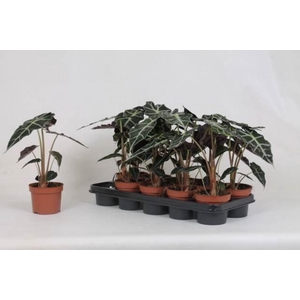 Alocasia amazonica 'Polly'