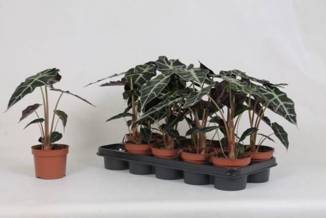 <h4>Alocasia amazonica 'Polly'</h4>