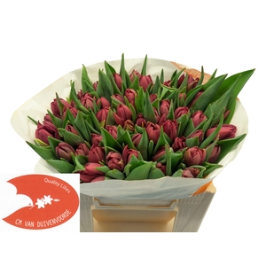 TU DU ALISON BRADLEY