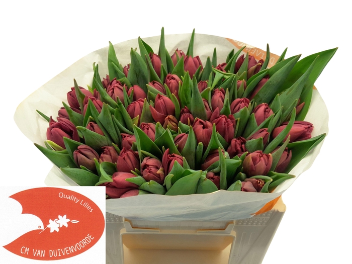 <h4>TU DU ALISON BRADLEY</h4>