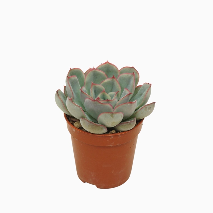 <h4>Echeveria Hercules</h4>