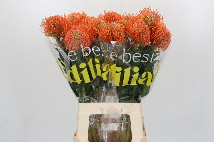Nutans Ayoba Mandarin Zest