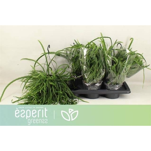 Lepismium Bolivianum (Cites) 17Ø 25cm