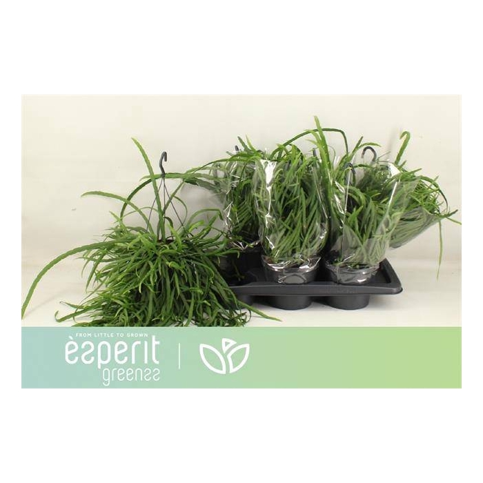 <h4>Lepismium Bolivianum (Cites) 17Ø 25cm</h4>
