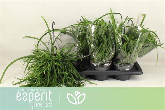 Lepismium Bolivianum (Cites) 17Ø 25cm