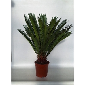 Cycas revoluta 24 cm