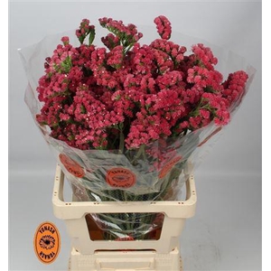 LIM S MONALISA RUBY 75/50GR