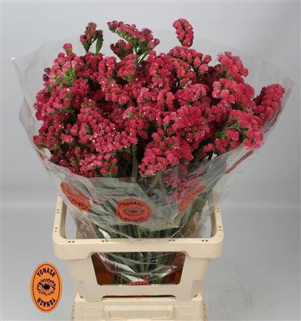 <h4>LIM S MONALISA RUBY 75/50GR</h4>