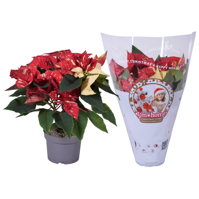<h4>Euphorbia Glitter rood/wit I'm home hoes</h4>