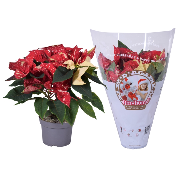 Euphorbia Glitter rood/wit jolly Xmas hoes