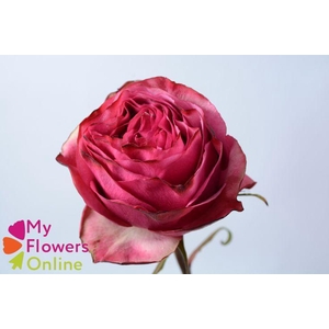 R Gr Cherry Carperdiem Bicolor 50cm EC