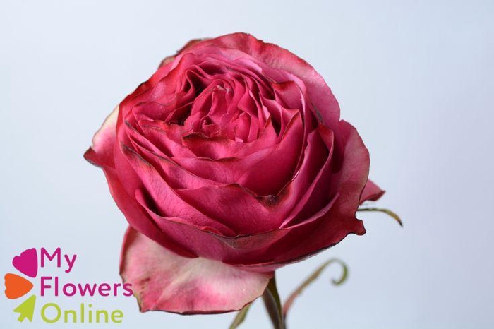 <h4>R Gr Cherry Carperdiem Bicolor 50cm EC</h4>